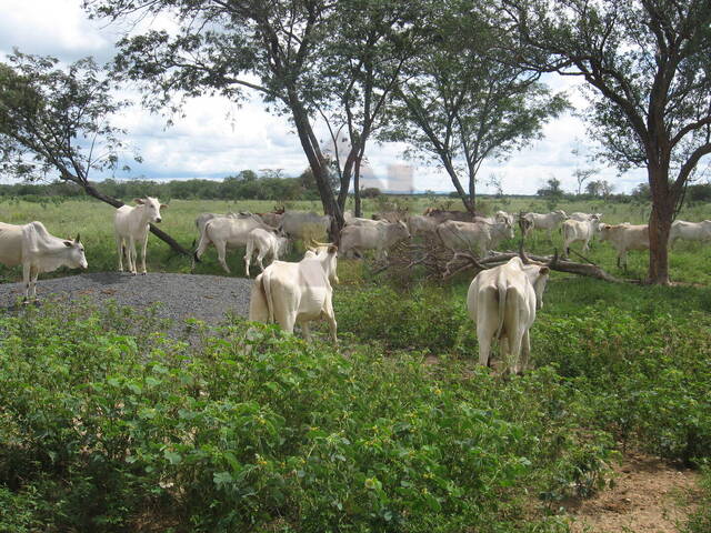 #473 - Fazenda para Venda em Itaguaçu da Bahia - BA - 3