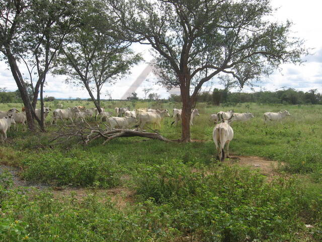 Fazenda para Venda em Itaguaçu da Bahia - 5