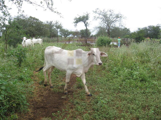 Fazenda para Venda em Itaguaçu da Bahia - 4